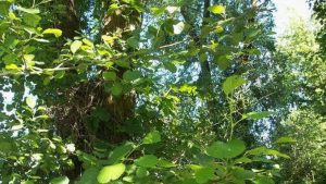 Siebengebirge naturaleza, arboles, árboles riberenos