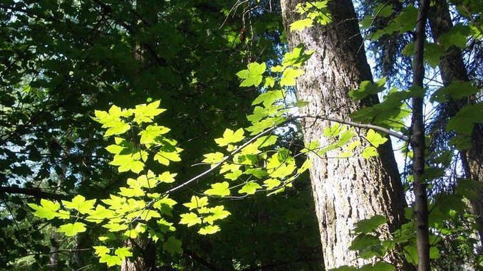 Siebengebirge naturaleza, arboles, arce blanco