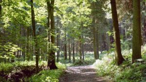 Al sendero alrededor del Lohrberg en el Siebengebirge