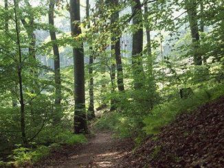 Bosque natural al Nonnenstromberg, Siebengebirge, Königswinter