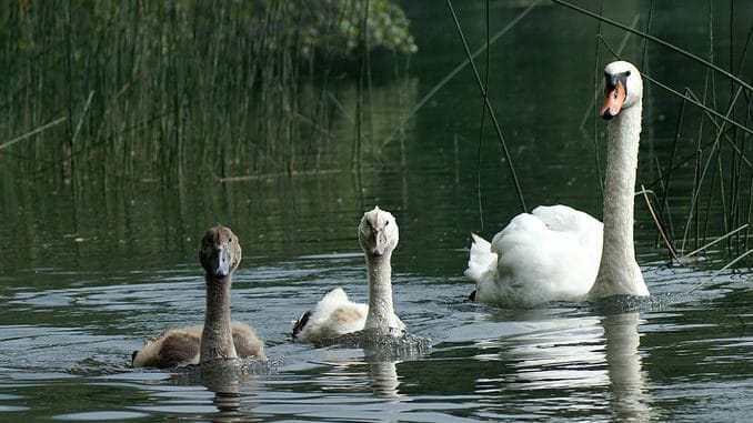 Cisnes, Hohenems, Austria