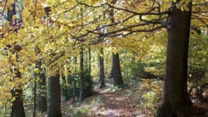 Otoño en el bosque, Löwenburg